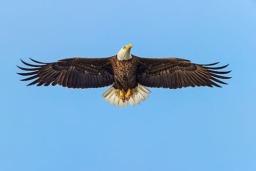 Bald eagle flying-Florida Wildlife Print